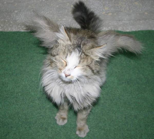 Winged cat Winged cat